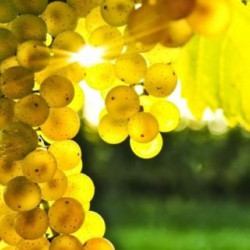 28. Helvéciai Szüreti Mulatság