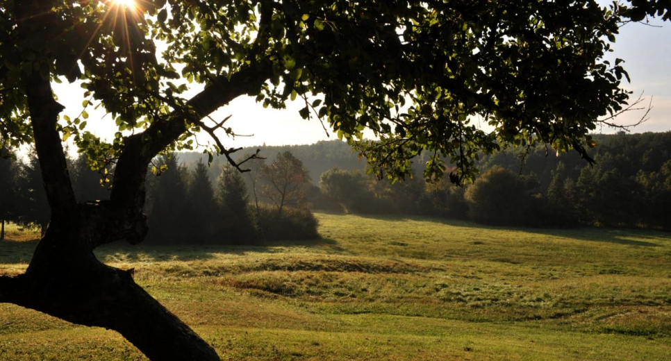 370 ezer őshonos fát ültettek el az Őrségi Nemzeti Parkban
