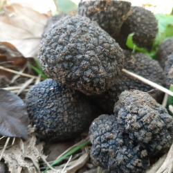 Szarvasgomba kereső túra 2021