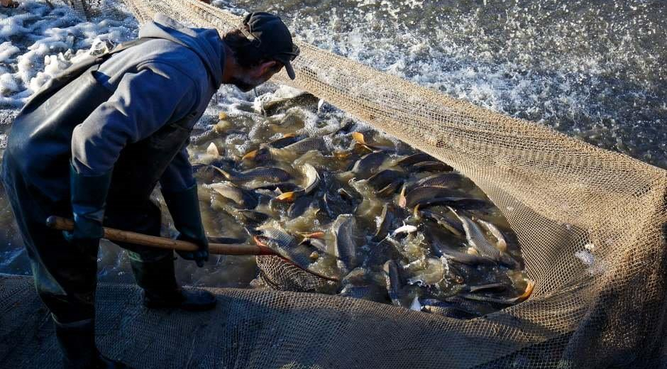 Külföldiek körében is népszerű horgászhely a Balaton