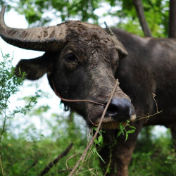 Bivalyfesztivál 2022 Jászalsószentgyörgy