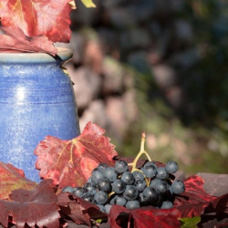 Szüreti Fesztivál Kiskunmajsa 2022