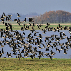 Március Idusán | Körös-Maros Nemzeti Park