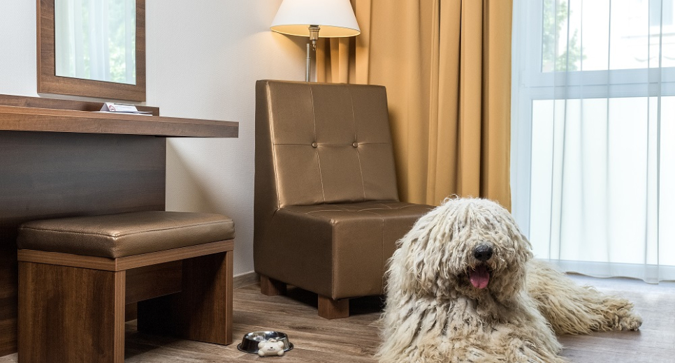 Nyolcadik éve töretlen az Év Kutyabarát helye kampány népszerűsége