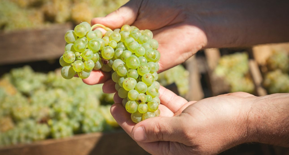 Közülük kerül ki az Év Bortermelője 2020-ban