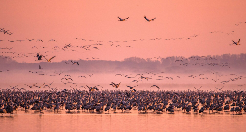 Jön az ősz leglátványosabb eseménye, a daruvonulás