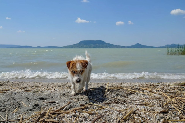 Itt van Magyarország kutyabarát strandtérképe