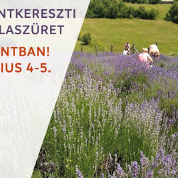 Levendulaszüret Bükkszentkereszten