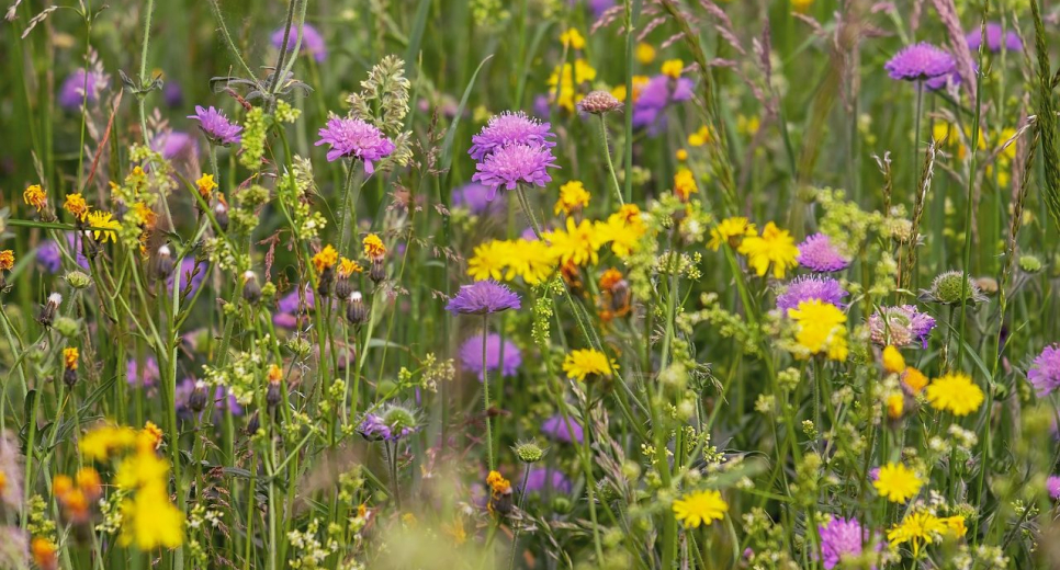 Összefogással védik a vadvirágos réteket az Őrségben