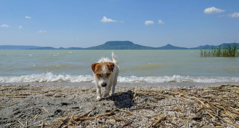 Itt van Magyarország kutyabarát strandtérképe