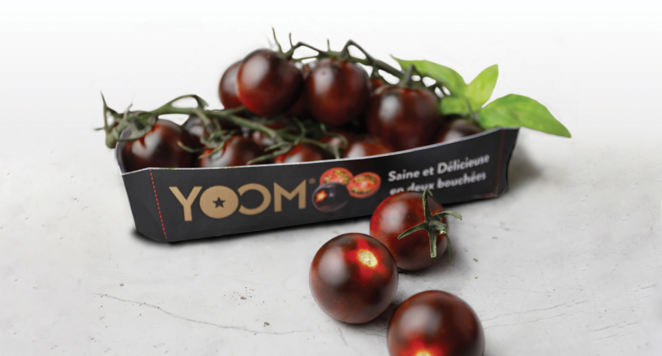 Magyarországra is megérkezett a díjnyertes, sötétlila paradicsom