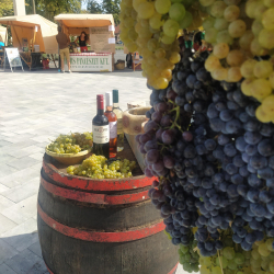 Szüreti- és borfesztivál