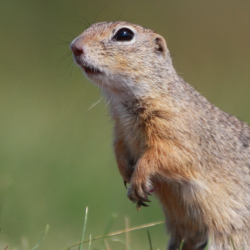 X. Szecsői Ürgés Fesztivál