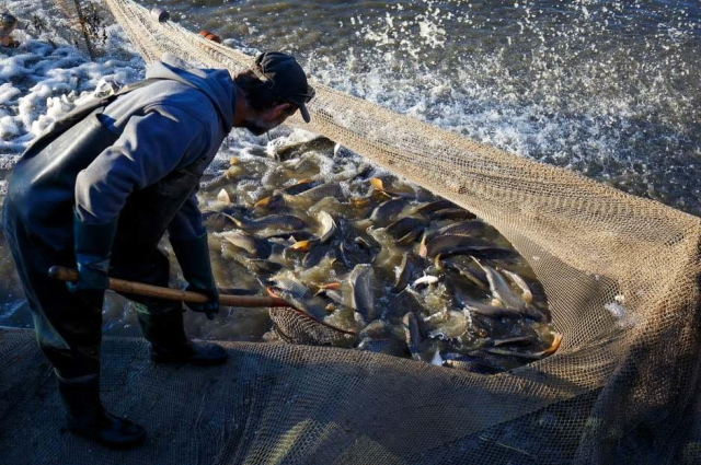 Külföldiek körében is népszerű horgászhely a Balaton