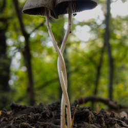 Bátor szépségei fotókon