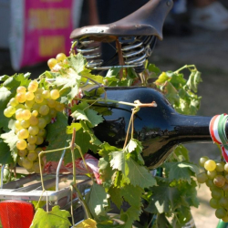 Gyenesdiási Szüreti Vigasságok 2022