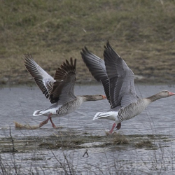 XXI. Fehértó Napja