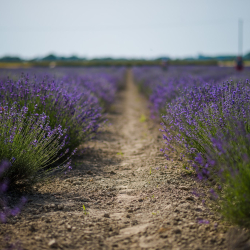 IV. Szedd Magad Levendula Hétvége a Kálnoki Levendulásban