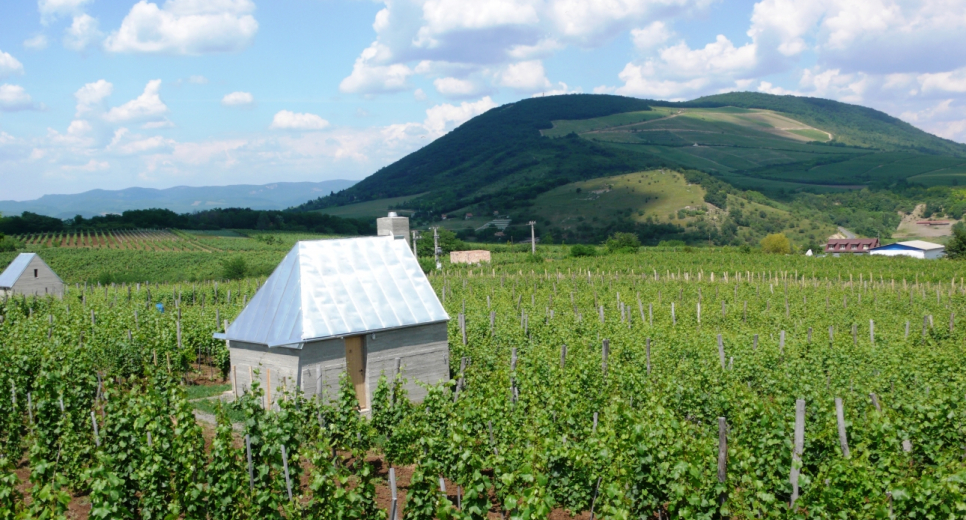 Magyarország vár – Túrázás és borozgatás a dűlők között
