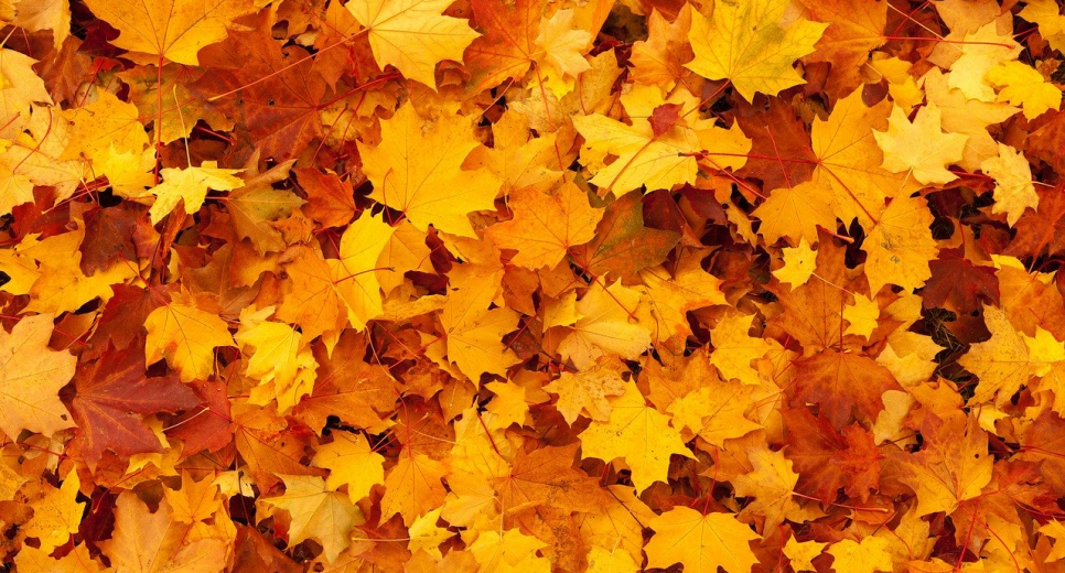 Mese, életerő, művészet – Hétágfa tanösvény Kistótfalu