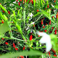 VIII. Nagymarosi Csípős Fesztivál