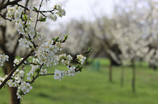 Váljon helyi lakossá és élvezze Szarvast!