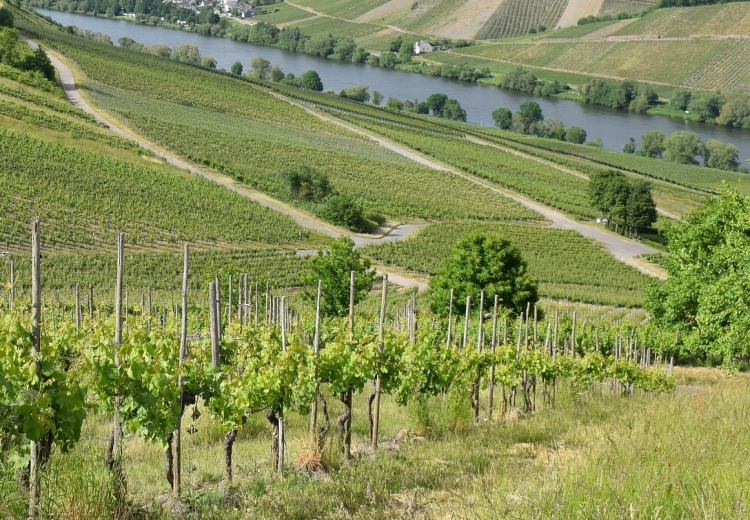 Megnőhet a külföldi kereslet a magyar bor iránt