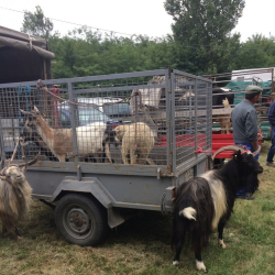 DUNAFÖLDVÁRI ORSZÁGOS ÁLLAT- ÉS KIRAKODÓVÁSÁR 2023