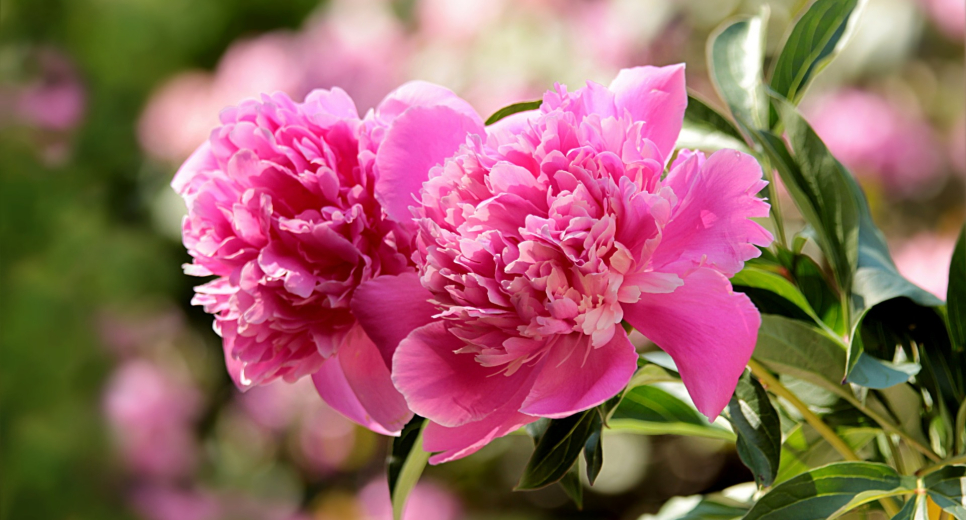 Jogértelmezés az ötmillió beoltott után életbe lépett szabályokról