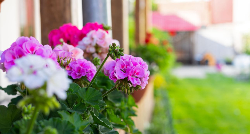 A virágos Magyarország mozgalom szerepe a falufejlesztésben