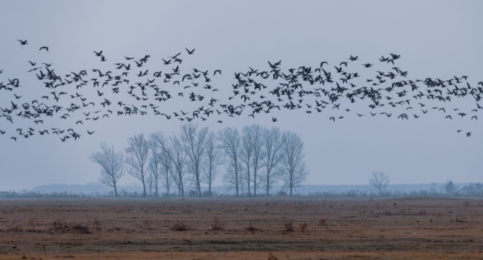 A természet látványos őszi ünnepe a Hortobágyon