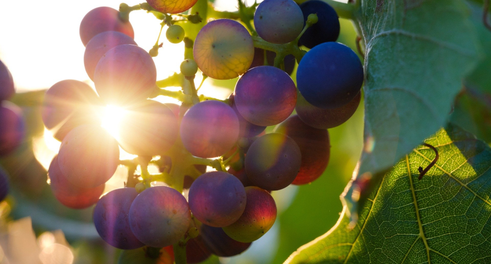 Kezdődik a szüret Villányban