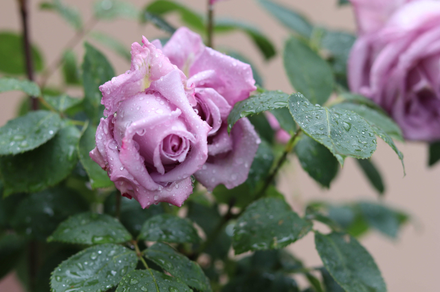 Palóc hagyományok nyomában