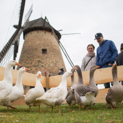 Szent Márton Újborfesztivál és Libator