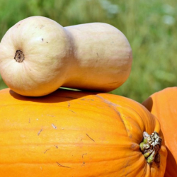 XVIII. Rácalmási Tökfesztivál