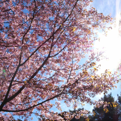 Cseresznyevirágzás Ünnepe Szamolyán