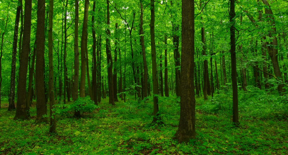 Száz program az idei Erdők hetén