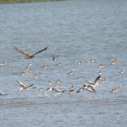 Madarásztúra Hortobágy-Halastón