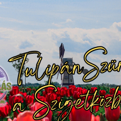 TulipánSzüret a Szigetközben