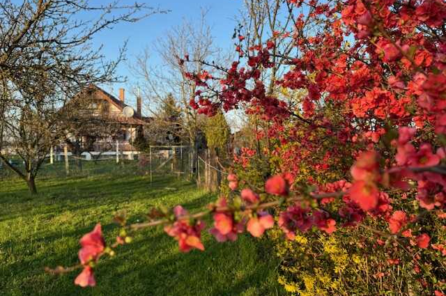 Kistermelői kalandok Békésen