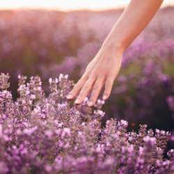 Levendula Szüret 2021