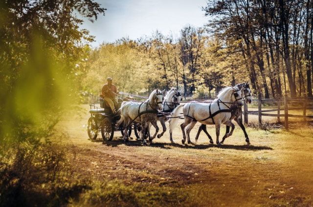 UNESCO kulturális örökség lett a lipicai lótenyésztés és a magyar vonós zenekari hagyományok