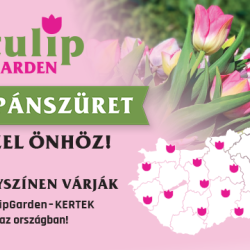 Tulipánszüret a Tulip Garden kertjeiben