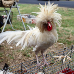 NYÁRBÚCSÚZTATÓ VÁSÁR NAGYKŐRÖS 2022