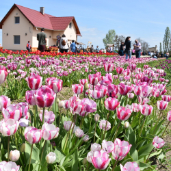 Tulipánszüret a Tulip Garden kertjeiben