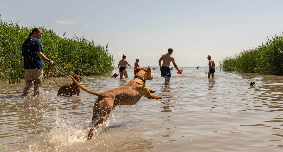 Május közepétől várja látogatóit a Keszthelyi Kutyás Park és Piknikkert