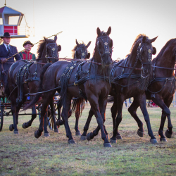 42. KÖSELY KUPA, HAJDÚSZOBOSZLÓI LOVASFESZTIVÁL