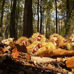 Velemi Gesztenyenapok 2022