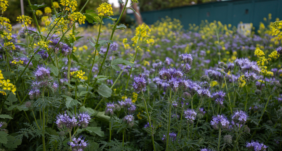 Beporzó hadművelet: óriás falfestménnyel, méhlegelőkkel a városi biodiverzitásért