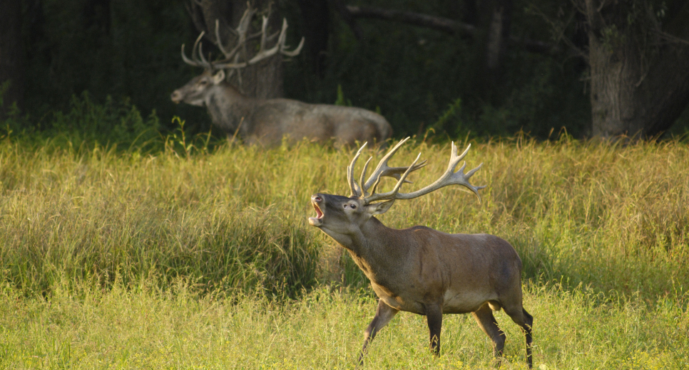 Szarvasbőgés-hallgató túrák indulnak a Gemenci erdőben